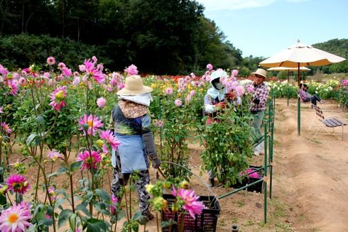 世羅高原農場 ダリア祭 400種のダリアが咲き乱れる
