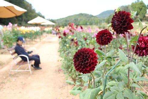 世羅高原農場 ダリア祭 画像36