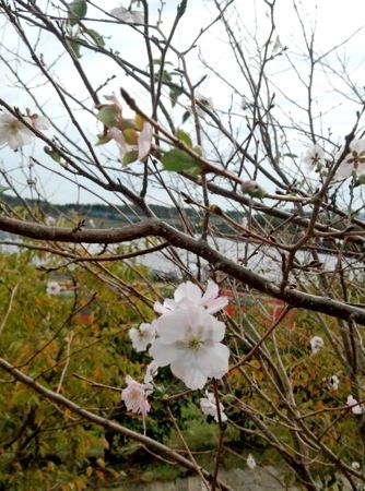 ヒカンザクラ(寒緋桜)、秋に咲く桜が 広島でチラホラ咲く風景