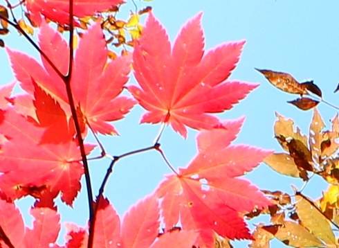 もみじ 紅葉 と かえで 楓 の違い 分かる 見分け方と特徴