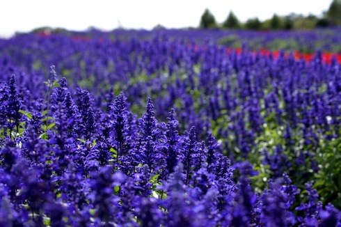 世羅高原農場 紫のサルビア