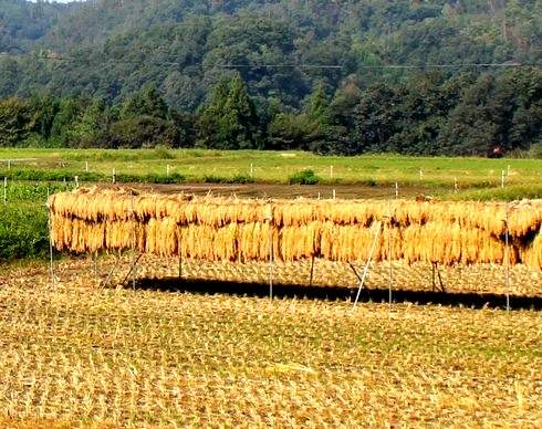 お米を収穫後、天日干ししている様子