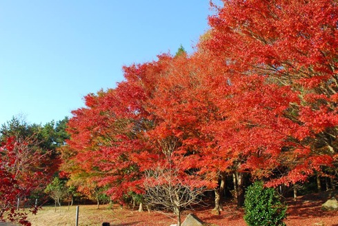 野呂山の紅葉、散策してお気に入りを見つけよう