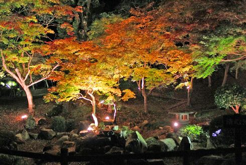 尾関山公園の 紅葉ライトアップ 画像2