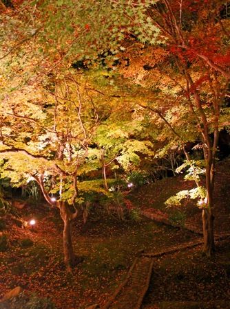 尾関山公園の 紅葉ライトアップ 画像4