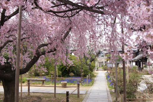 尾道 天寧寺 しだれ桜の画像2