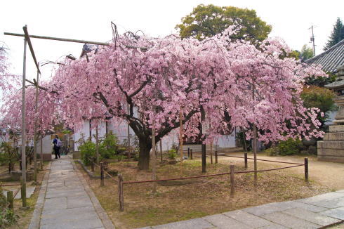 尾道 天寧寺、満開のしだれ桜が美しく 座禅体験もできる