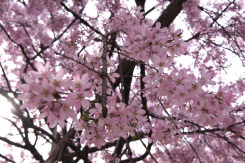 尾道 天寧寺 しだれ桜の画像3