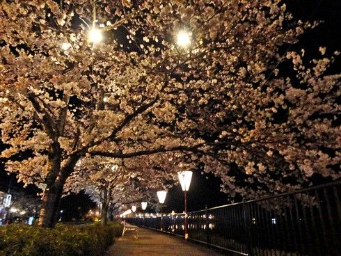 上野公園桜まつり、夜桜もライトアップで美しく　広島県庄原市