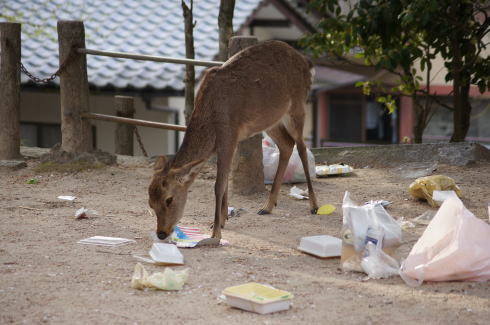 宮島の鹿とゴミ問題