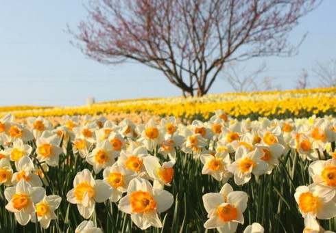 備北丘陵公園スイセンファンタジー、日本最大級規模で咲き誇る