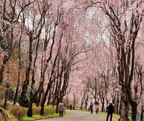世羅甲山ふれあいの里 桜スポット