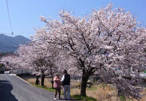 宮内交番そば、川沿いの桜