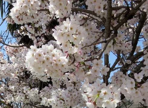 廿日市市宮内の桜が満開で見頃