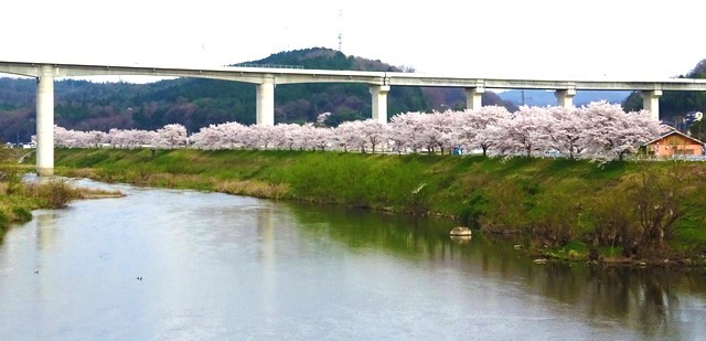 三次市三良坂、馬洗川沿いの桜が満開に