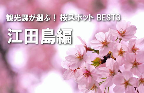 広島の観光課が選ぶ！桜スポットBEST3 【江田島市編】