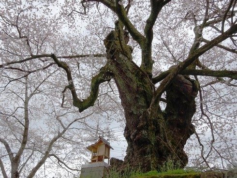 藤木の桜 エドヒガン 画像2