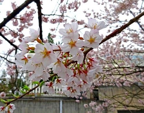 藤木の桜 エドヒガン 画像3