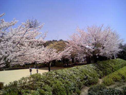 龍王山公園 桜の写真