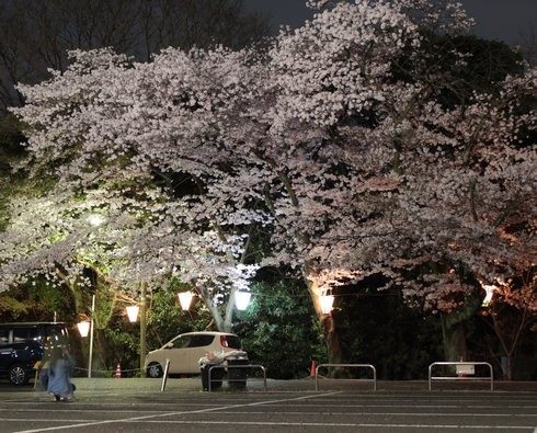 比治山公園 夜桜 画像2