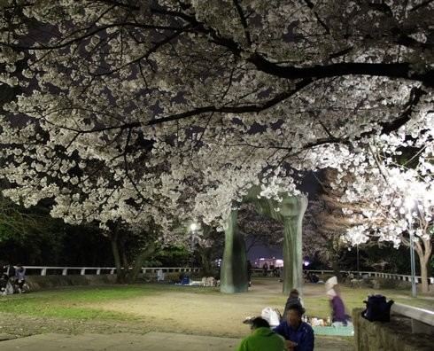 比治山公園 夜桜 画像4