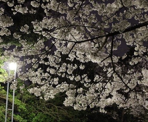 比治山公園 夜桜 画像5