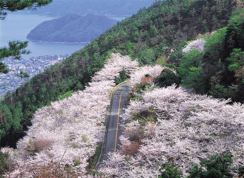 野呂山さざなみスカイライン 桜の写真