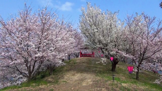 佐木島 港の丘公園の桜 画像11