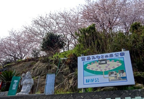 佐木島 港の丘公園の桜 画像2