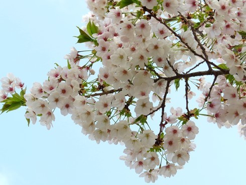 佐木島 港の丘公園の桜 画像9
