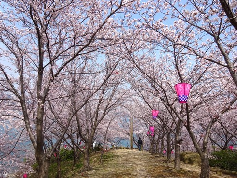 佐木島 港の丘公園の桜 画像10