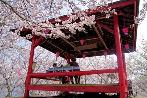 佐木島 港の丘公園の桜 画像5