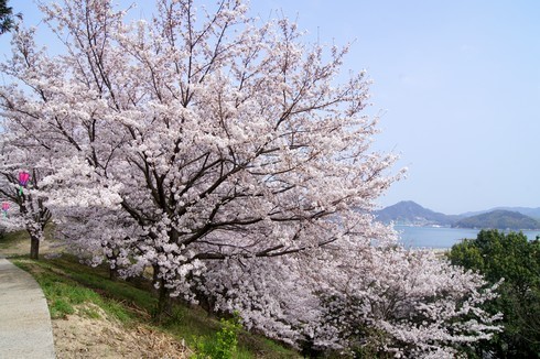 佐木島 港の丘公園の桜 画像6