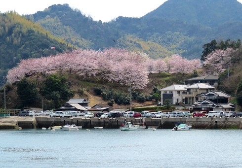 佐木島 港の丘公園の桜 画像1