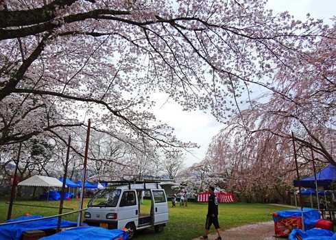 尾関山公園の桜 画像6