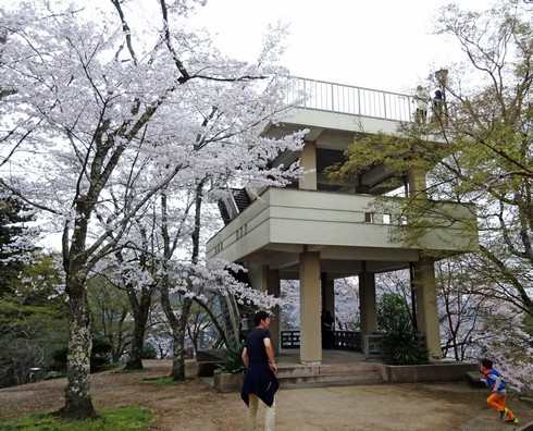 尾関山公園の桜 画像3