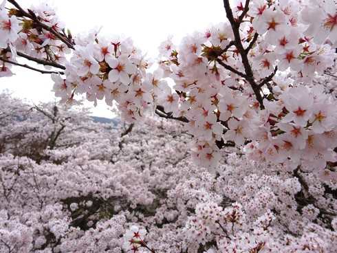 尾関山公園の桜 画像2