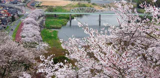 尾関山公園の桜、季節感じる春の風景