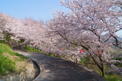 佐木島 サイクリングで千本桜