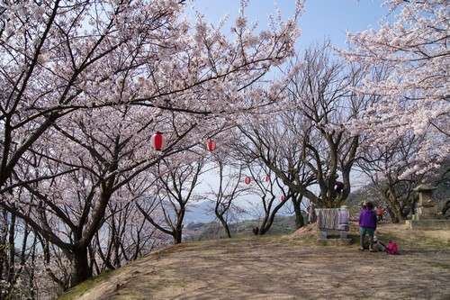 佐木島 塔の峰千本桜 画像4