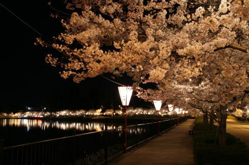 庄原 上野公園の桜