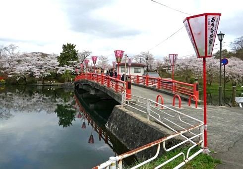 庄原 上野公園の桜 画像2
