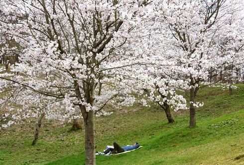 庄原 上野公園の桜 画像4