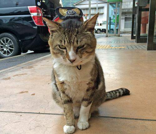 猫の駅長、志和口駅のりょうまくん