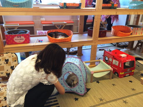 広島の猫カフェ バロン 店内の写真2