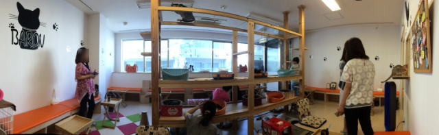 広島の猫カフェ バロン 店内の写真ワイド