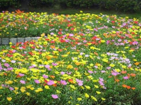100m道路など、広島市の街中に花と緑が溢れている風景