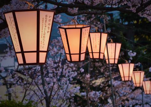 千光寺公園の夜桜とお花見 2016