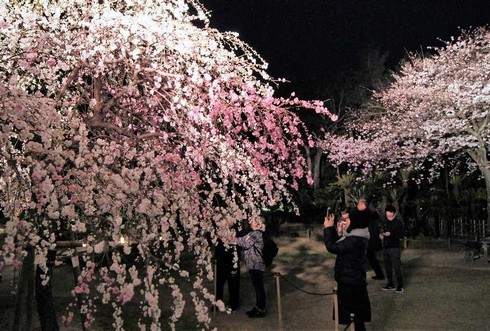 大人のデートに最適、縮景園の夜桜