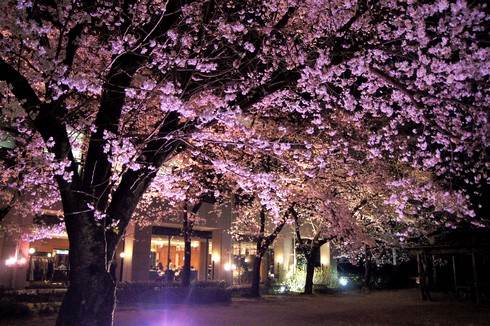 縮景園、夜桜特別開園